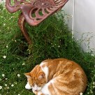 A Cat's Life